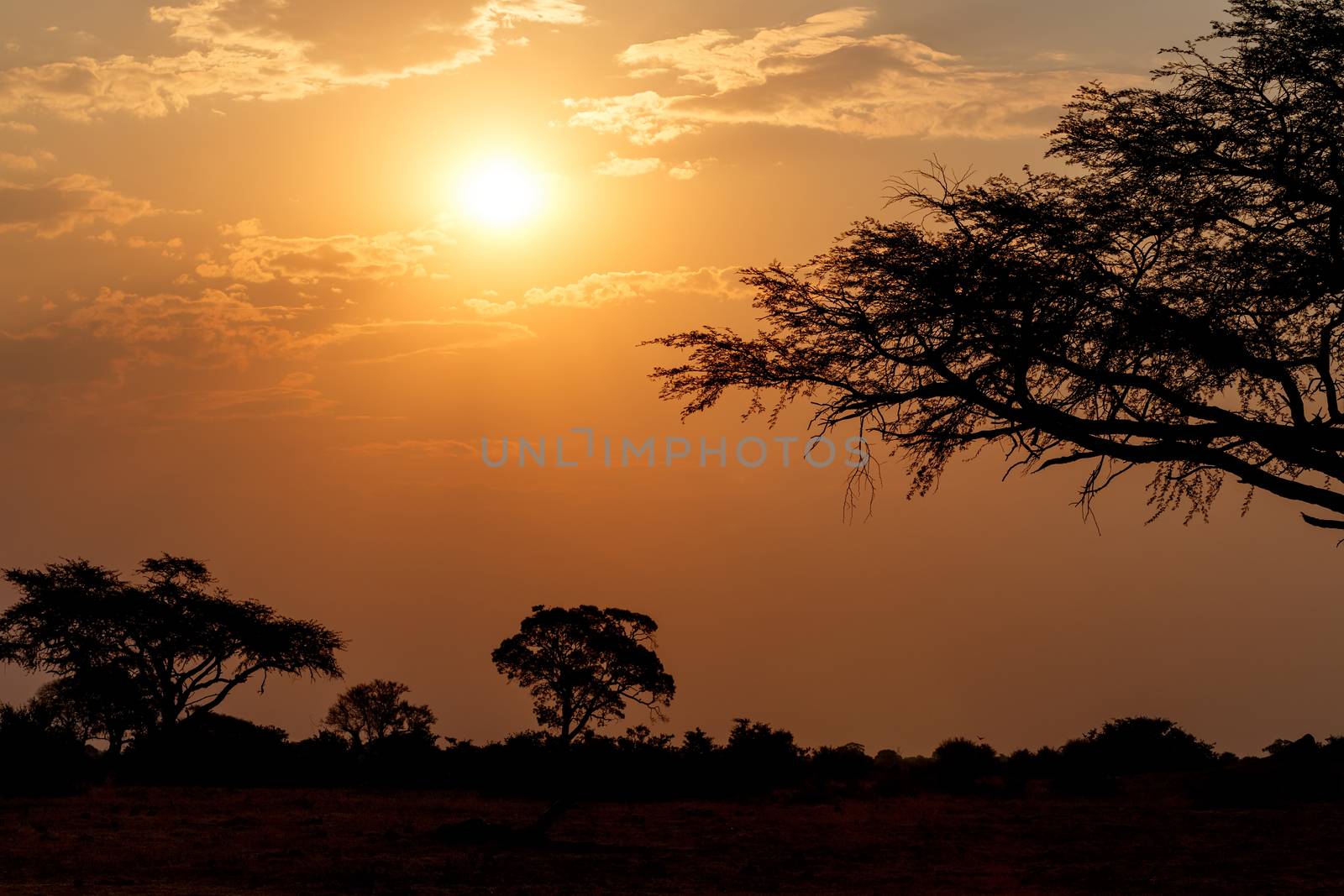 African sunset with tree in front, Hwange national park, Matabeleland, North Zimbabwe