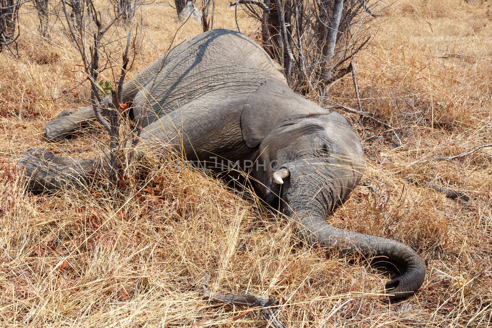 Small dead elephant in national park hwankee, Botswana, circle of life