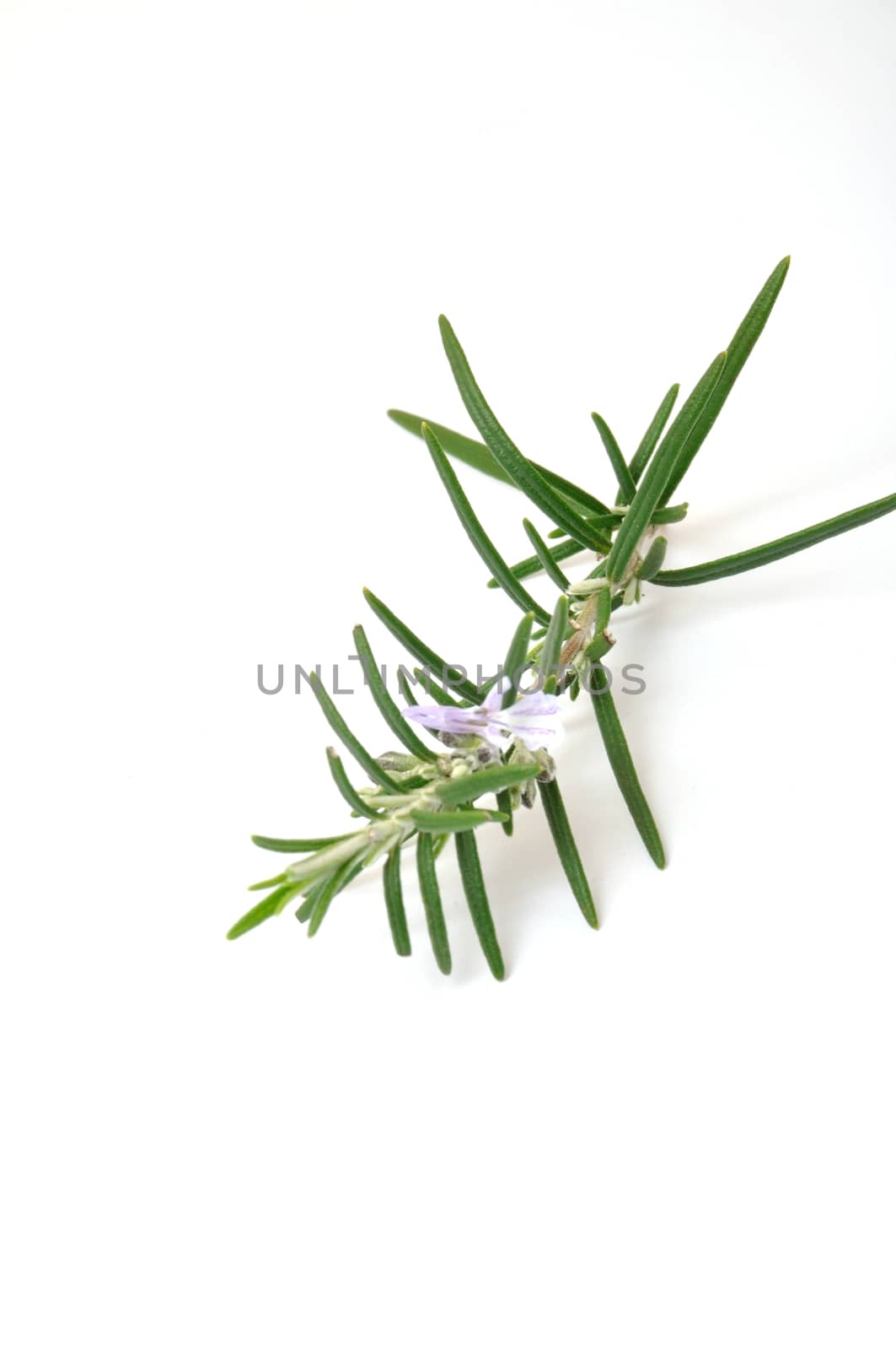 Rosemary on a white surface