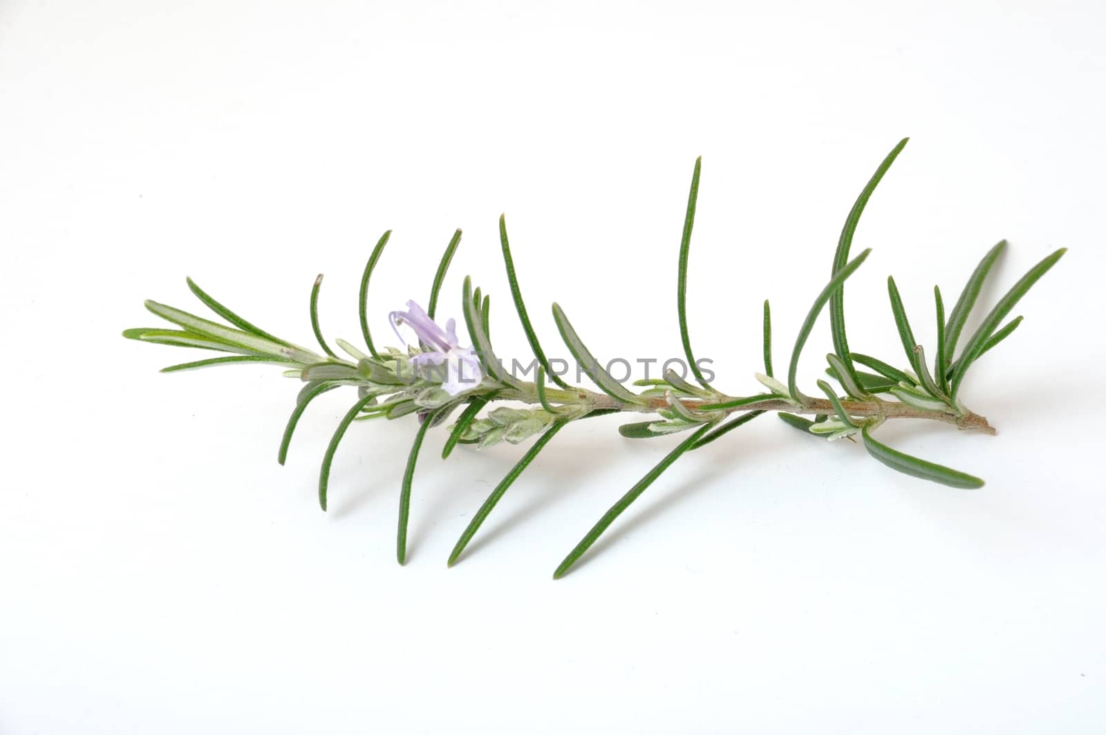 Rosemary on a white surface