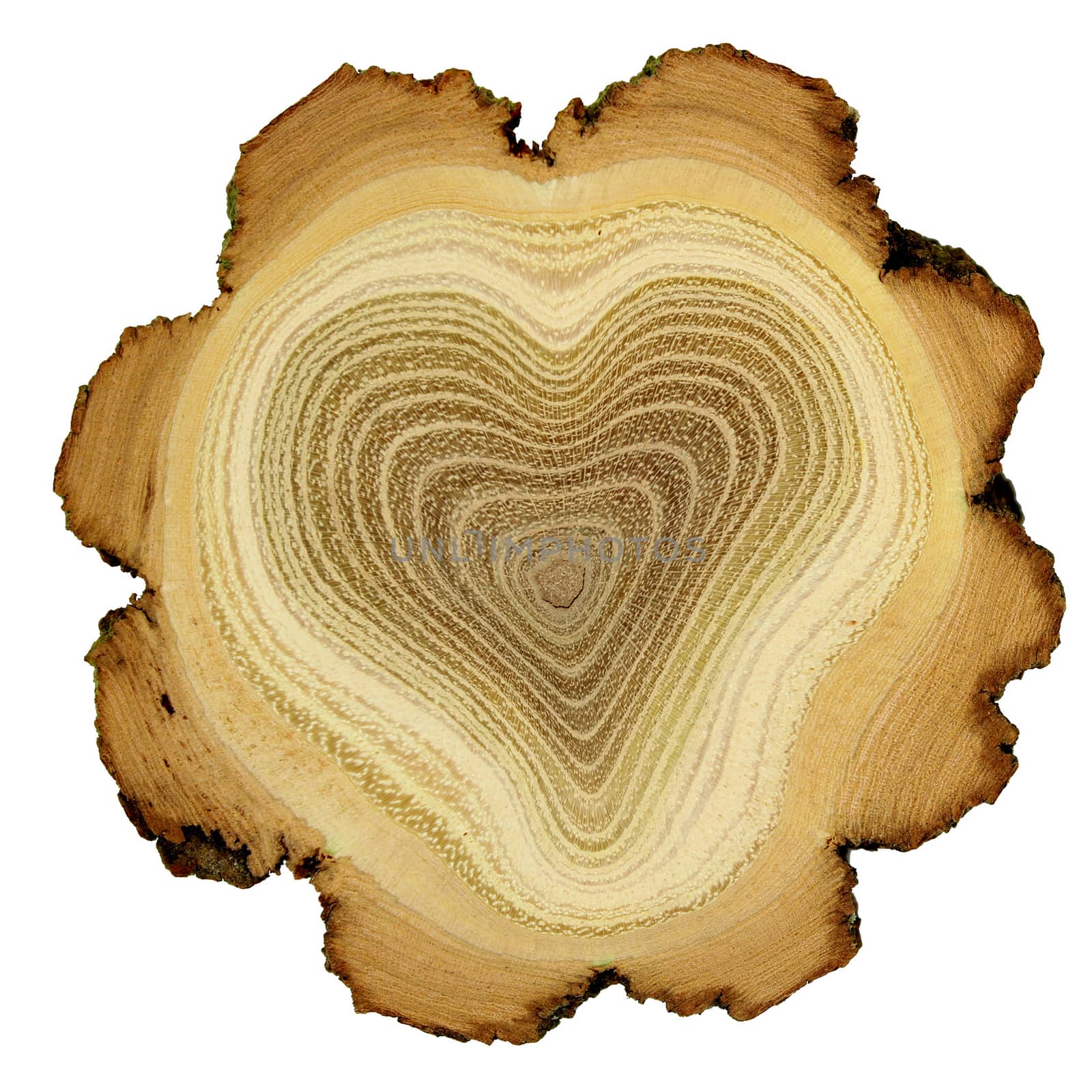 Heart of tree - growth rings of acacia tree - cross section by DeoSum