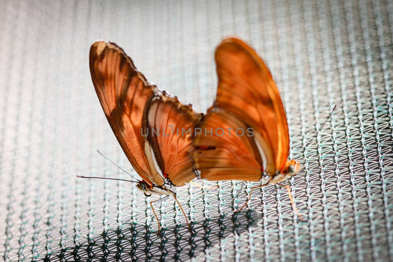 Two colorful Julia Heliconian Dryas Julia butterfly mating.