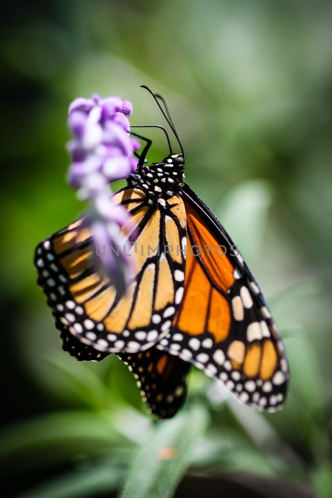 A colorful Monarch Danaus Plexippus butterfly.