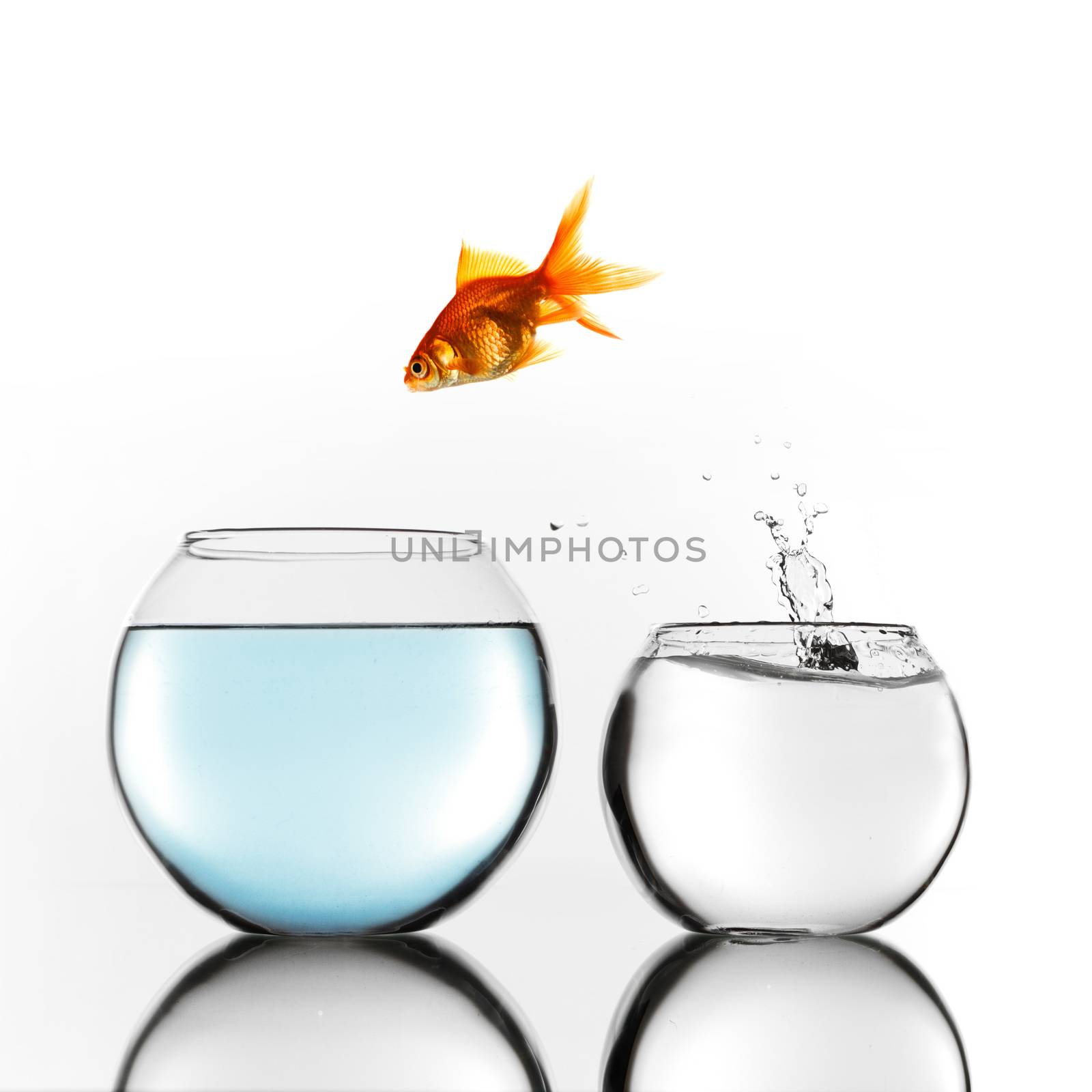 Gold fish jumping from smaller to bigger bowl