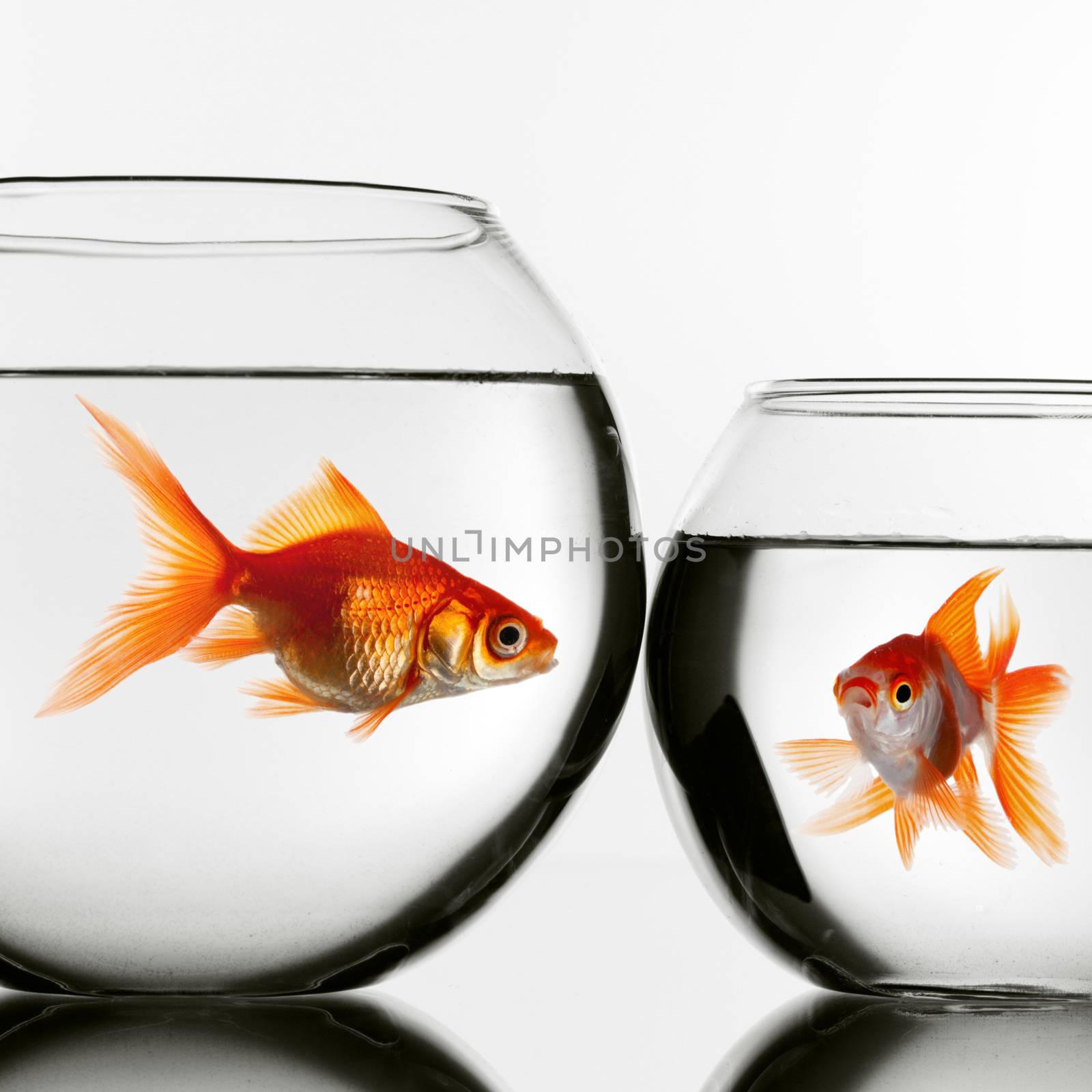 Two gold fish in aquariums looking at each other