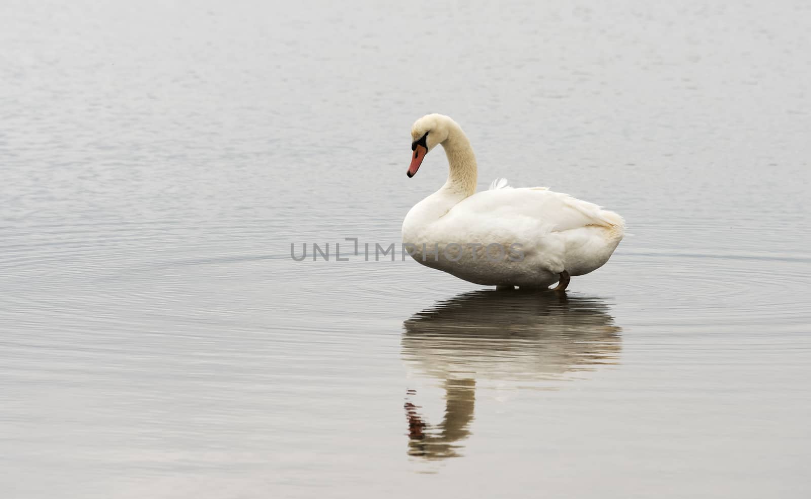 one single white swan in water nature with reflection in the lake