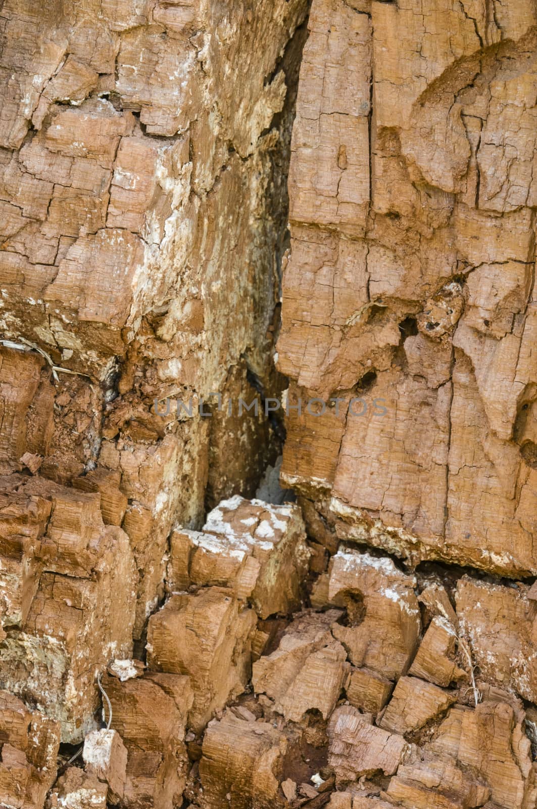 Detail of a broken tree trunk with bark resembling a rock wall
