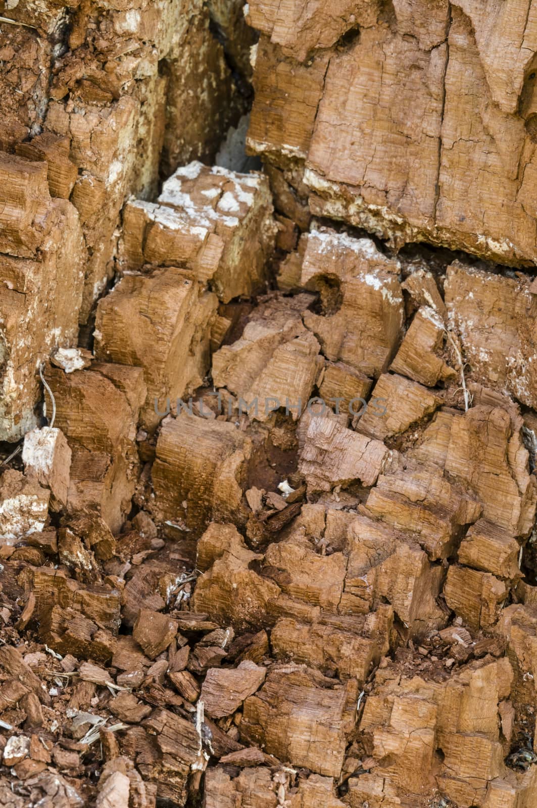 Detail of a broken tree trunk with bark resembling a rock wall