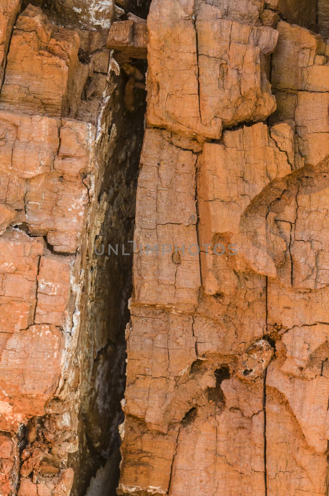 Detail of a broken tree trunk with bark resembling a rock wall