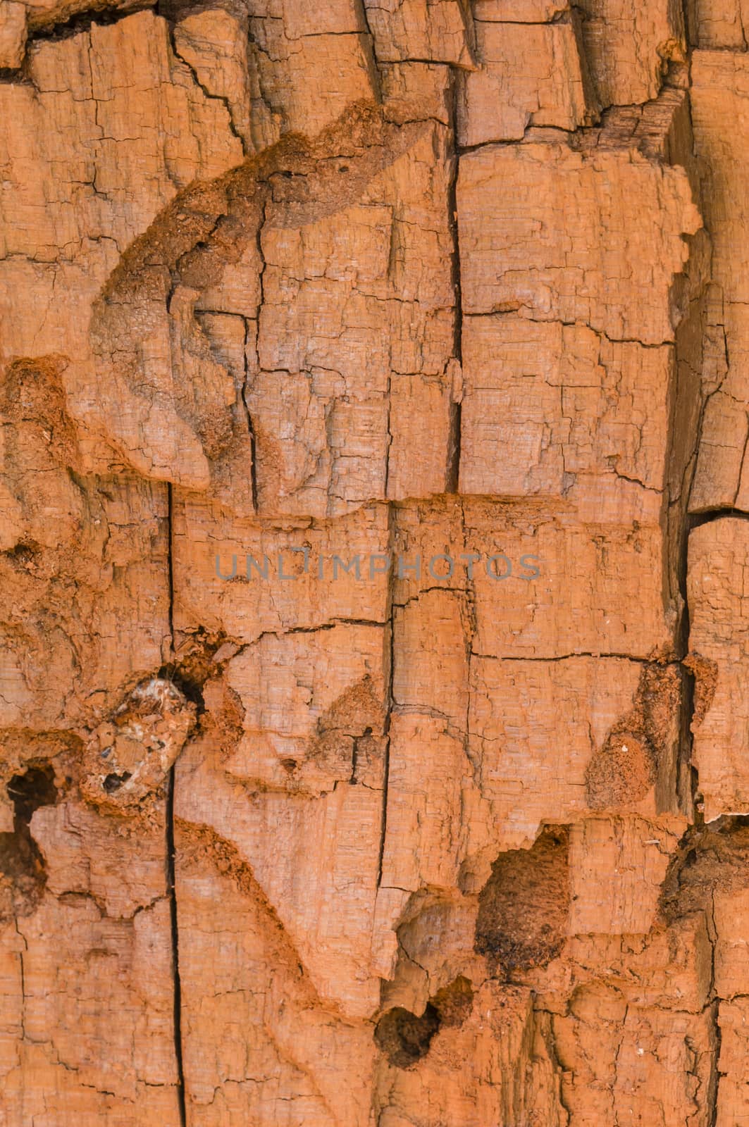 Detail of a broken tree trunk with bark resembling a rock wall