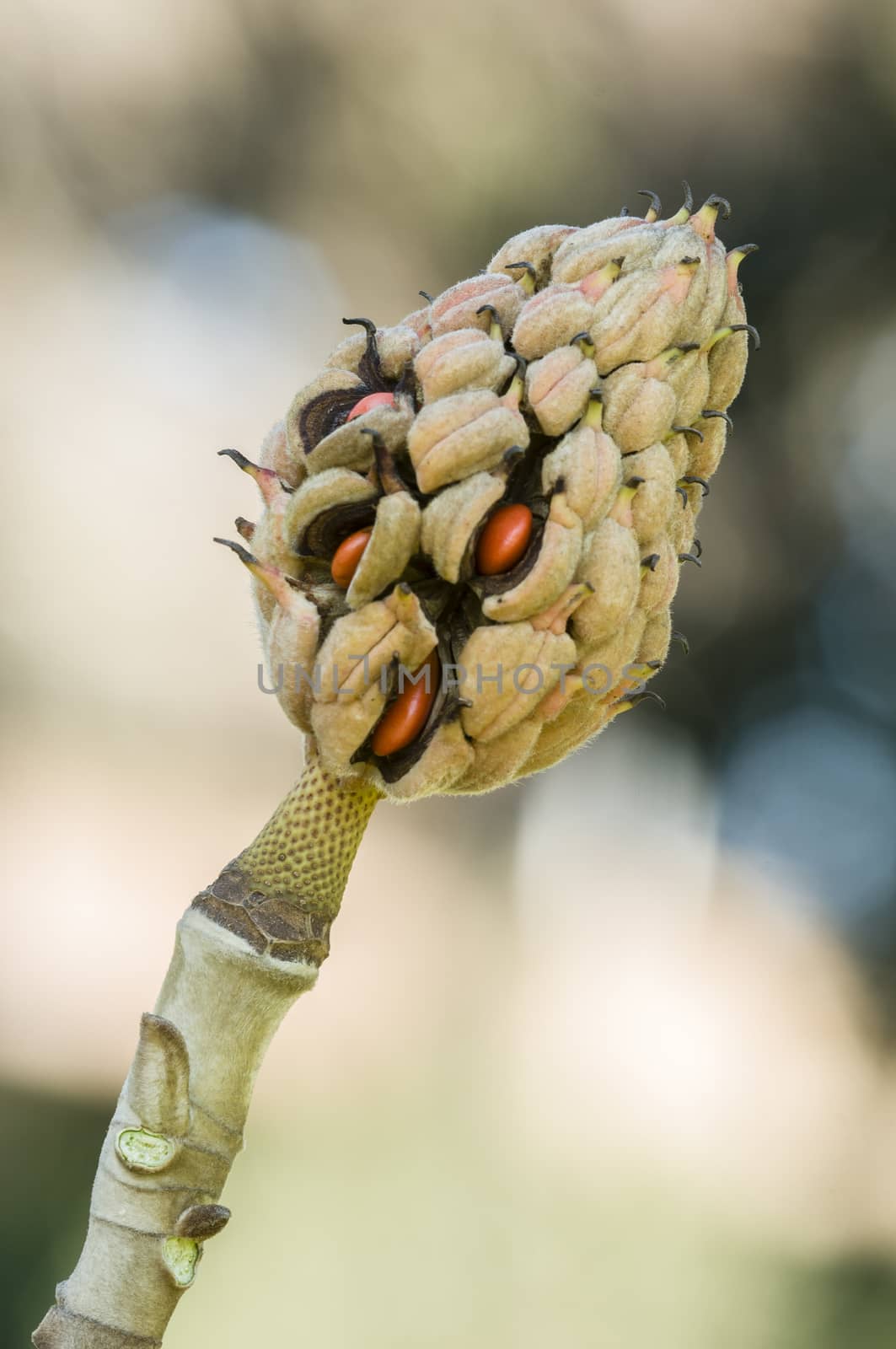 Magnolia grandiflora tree fruit with orange seeds