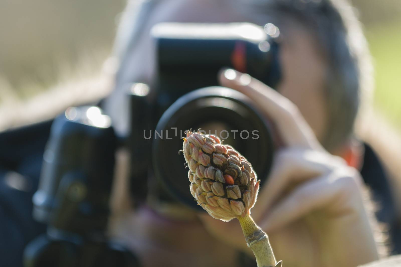 Magnolia grandiflora tree fruit with orange seeds photographed by a man