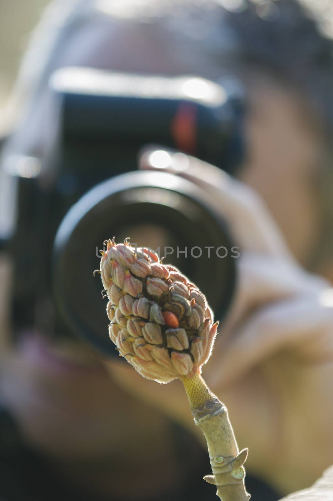 Magnolia grandiflora tree fruit with orange seeds photographed by a man