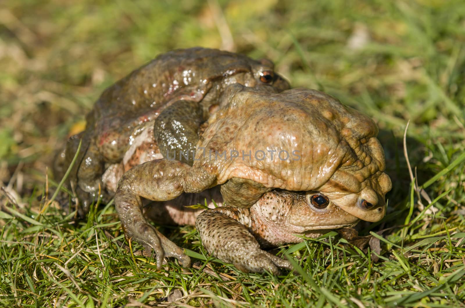 Mating of toads, Bufo, on green grass