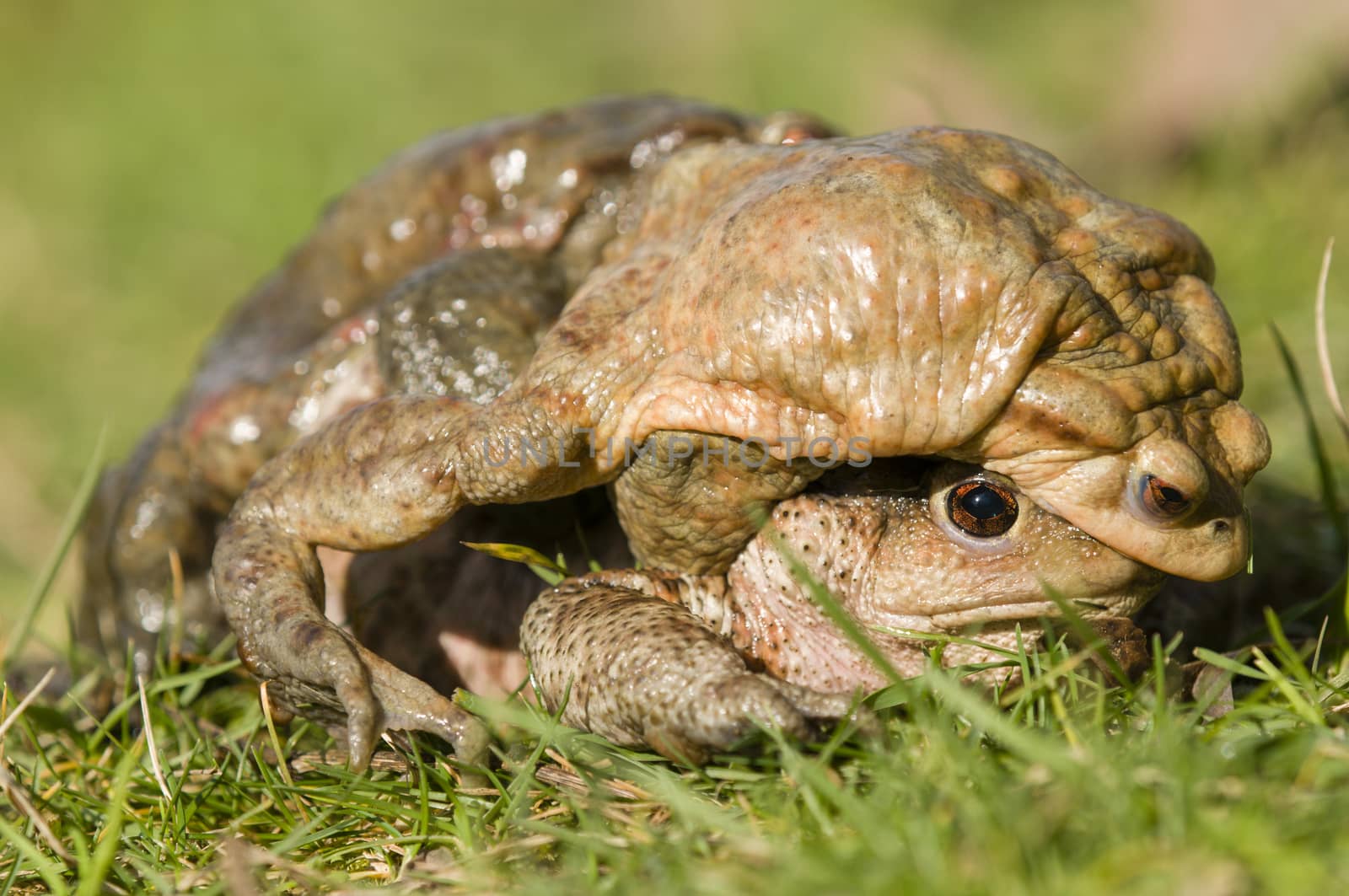 Mating of toads, Bufo, on green grass