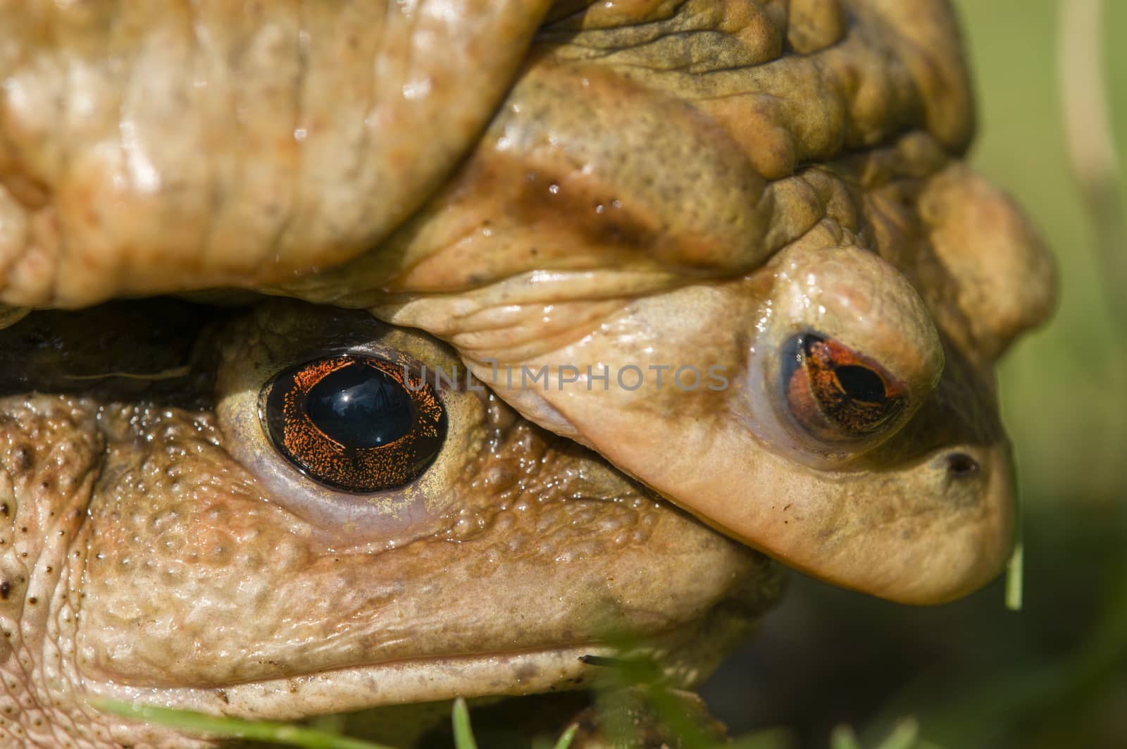 Mating of toads, Bufo, on green grass