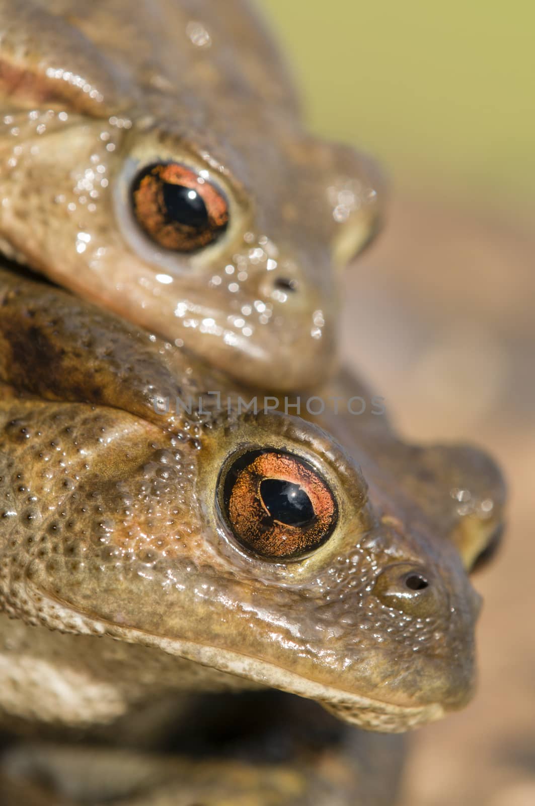 Mating of toads, Bufo, on green grass