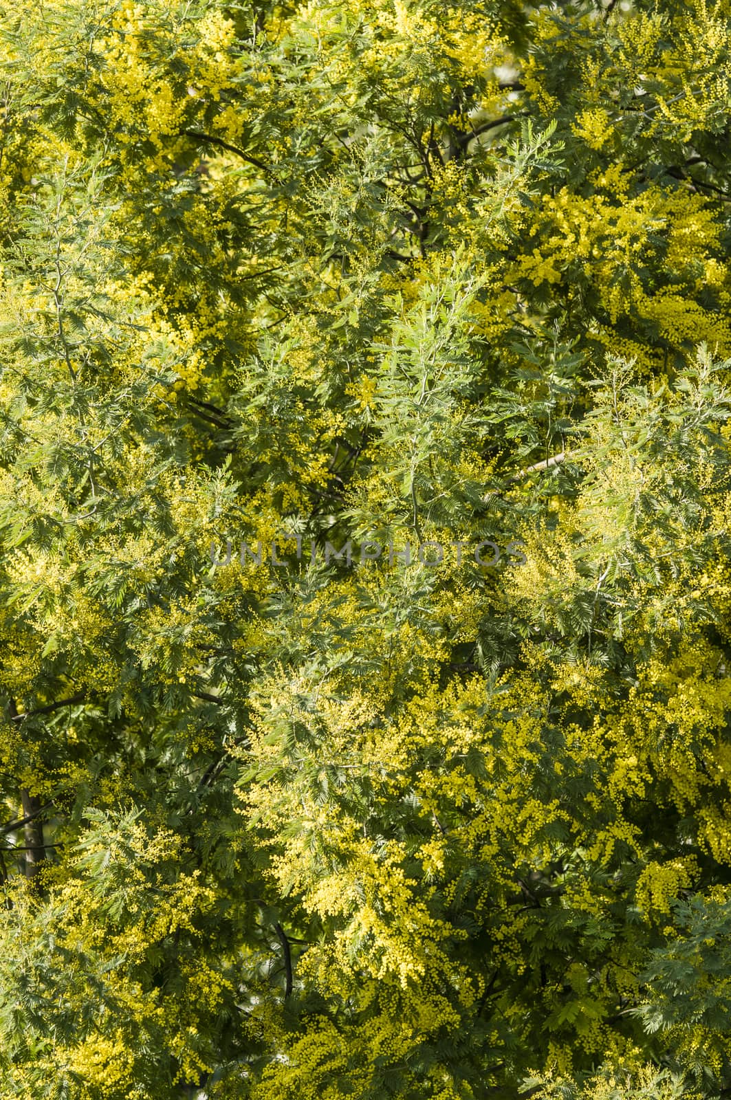 Yellow flowers and green leaves of  silver wattle, blue wattle, mimosa