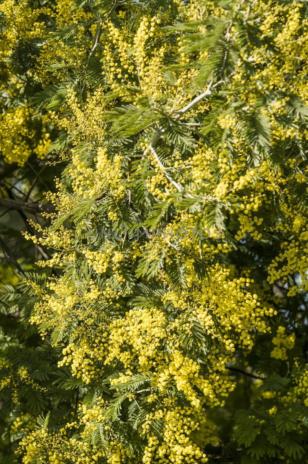 Yellow flowers and green leaves of  silver wattle, blue wattle, mimosa