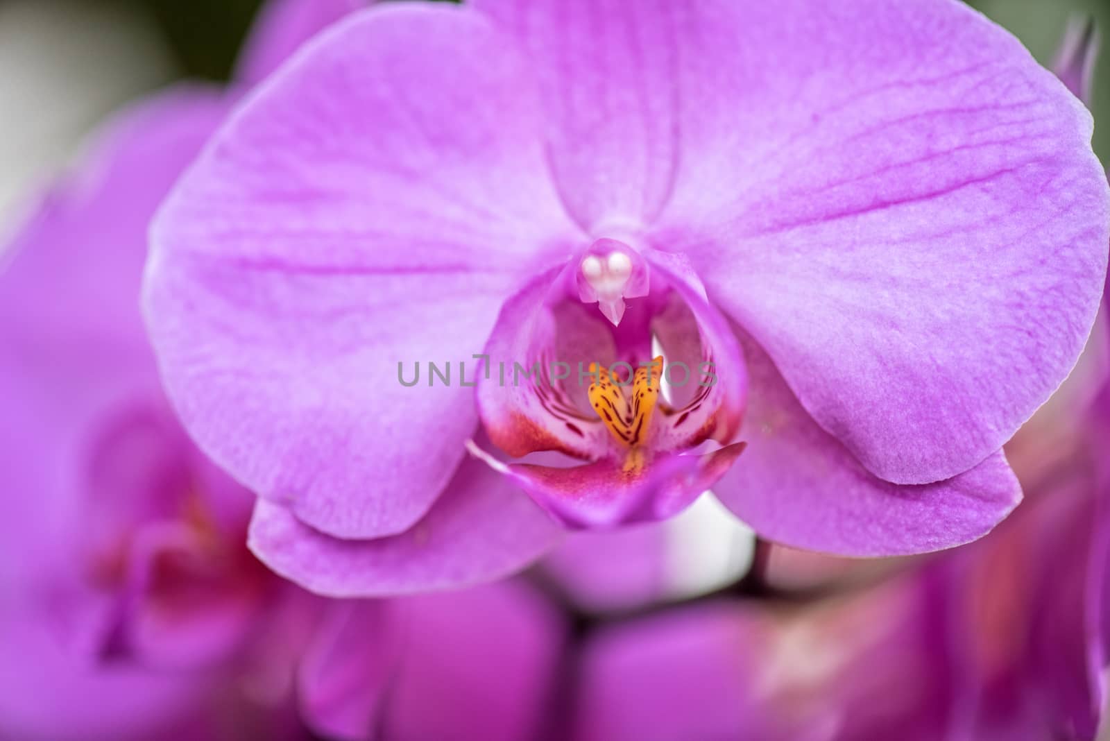 pink orchids at botanical garden
