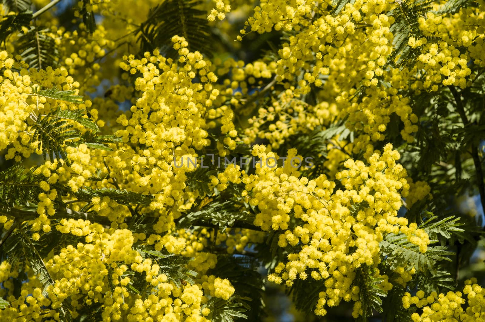 Yellow flowers and green leaves of  silver wattle, blue wattle, mimosa