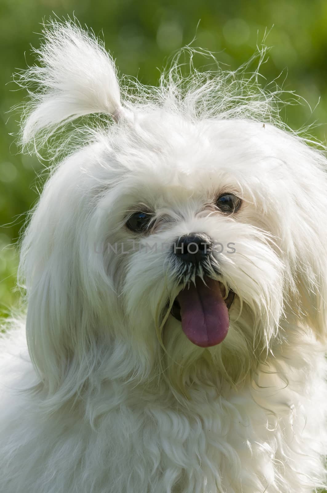 maltese dog close up with tongue out and happy face