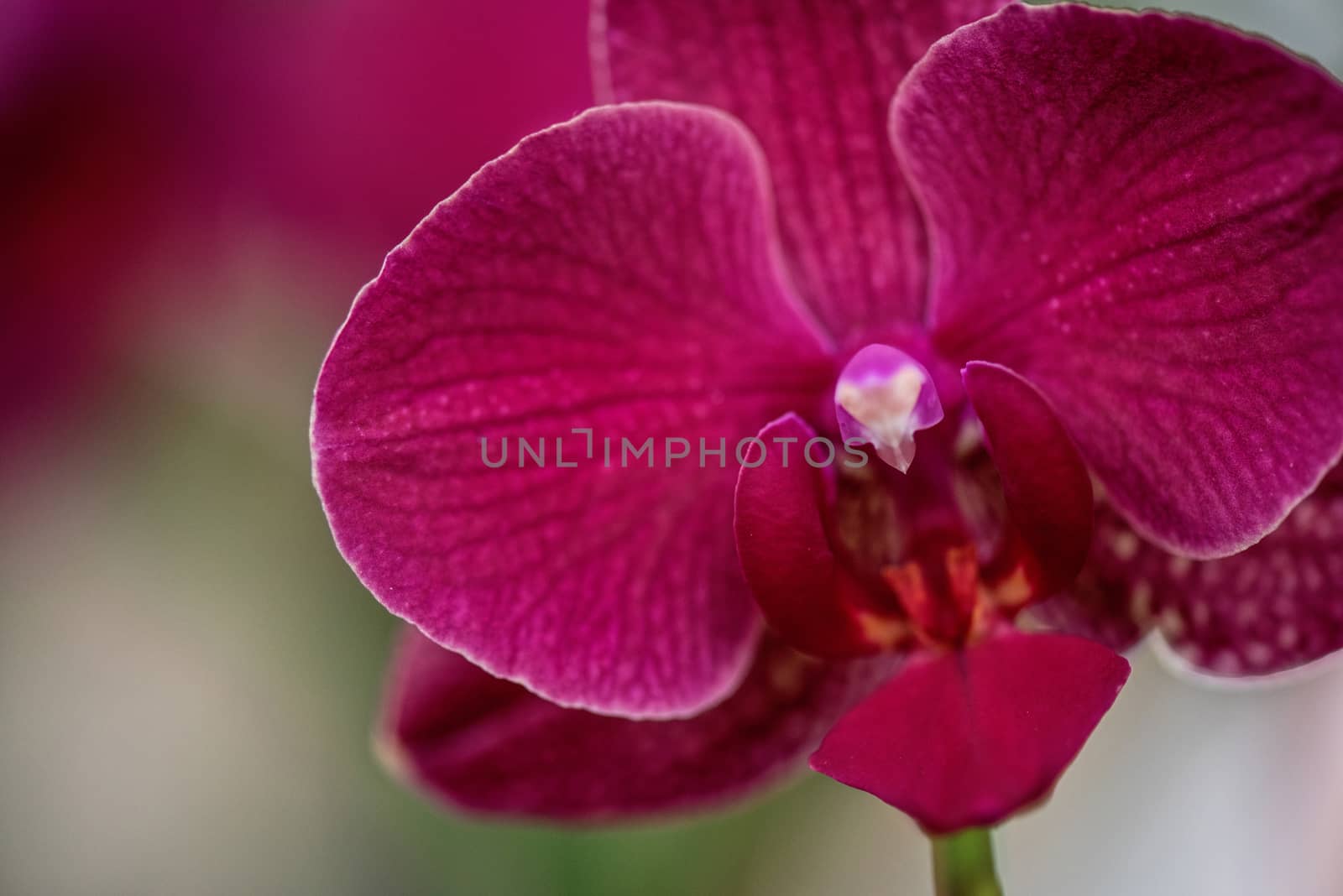 pink orchids at botanical garden