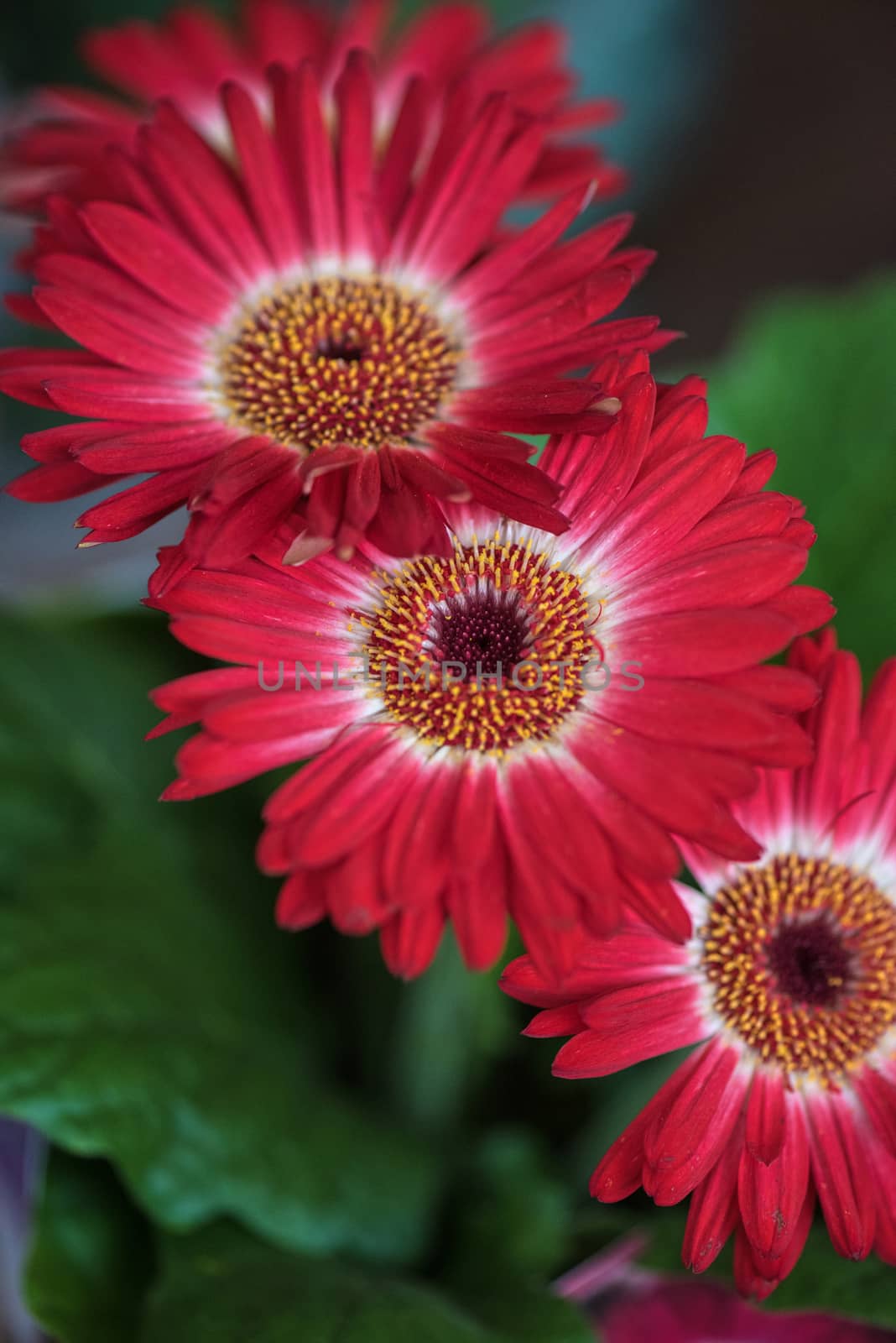 flowers at garden in sunny day