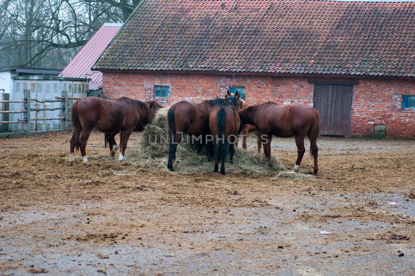 Thoroughbred horse at a walk. Ranch in Chernyakhovsk. Kaliningrad region.