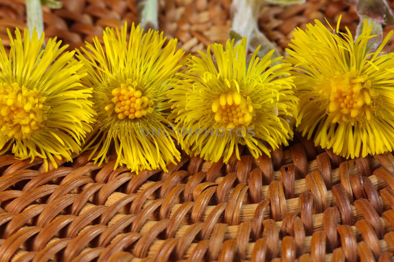 Coltsfoot 