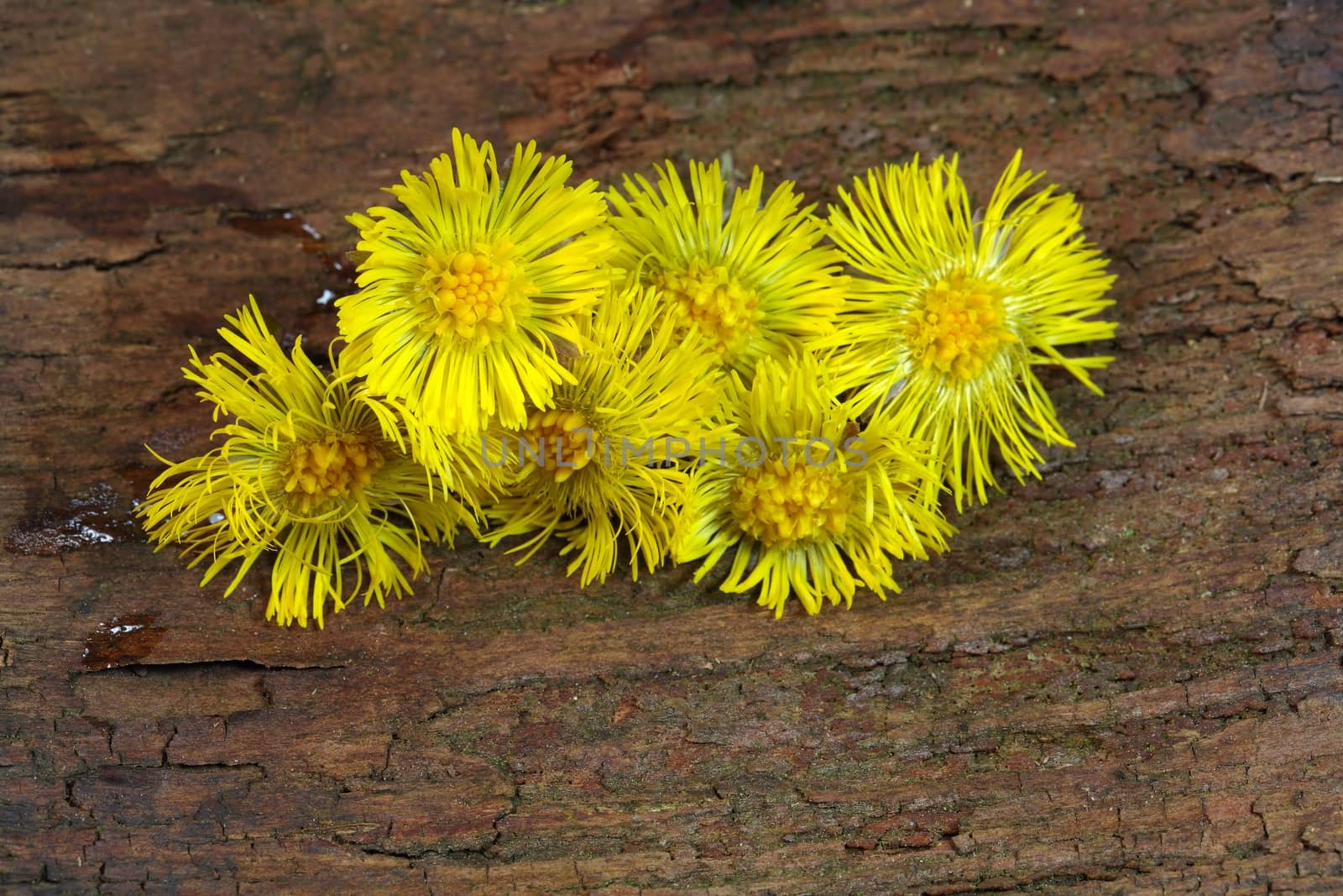 Coltsfoot 