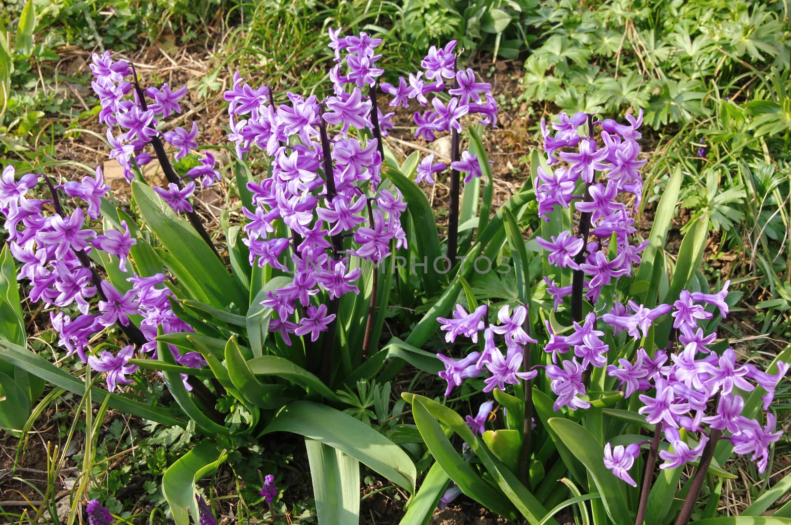 Purple hyacinths (hyacinthus) is one of the first beautiful spring flowers can use as background