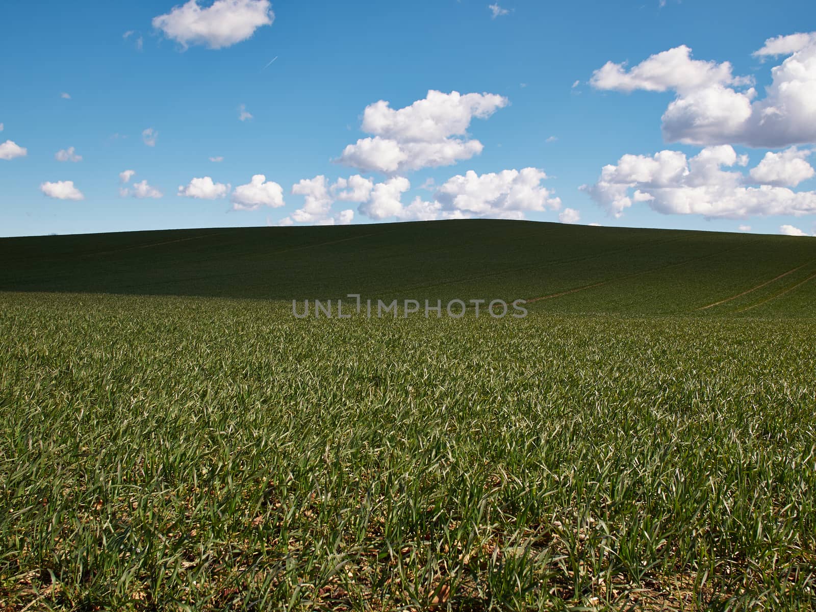 Green field and blue sky with clouds nature background