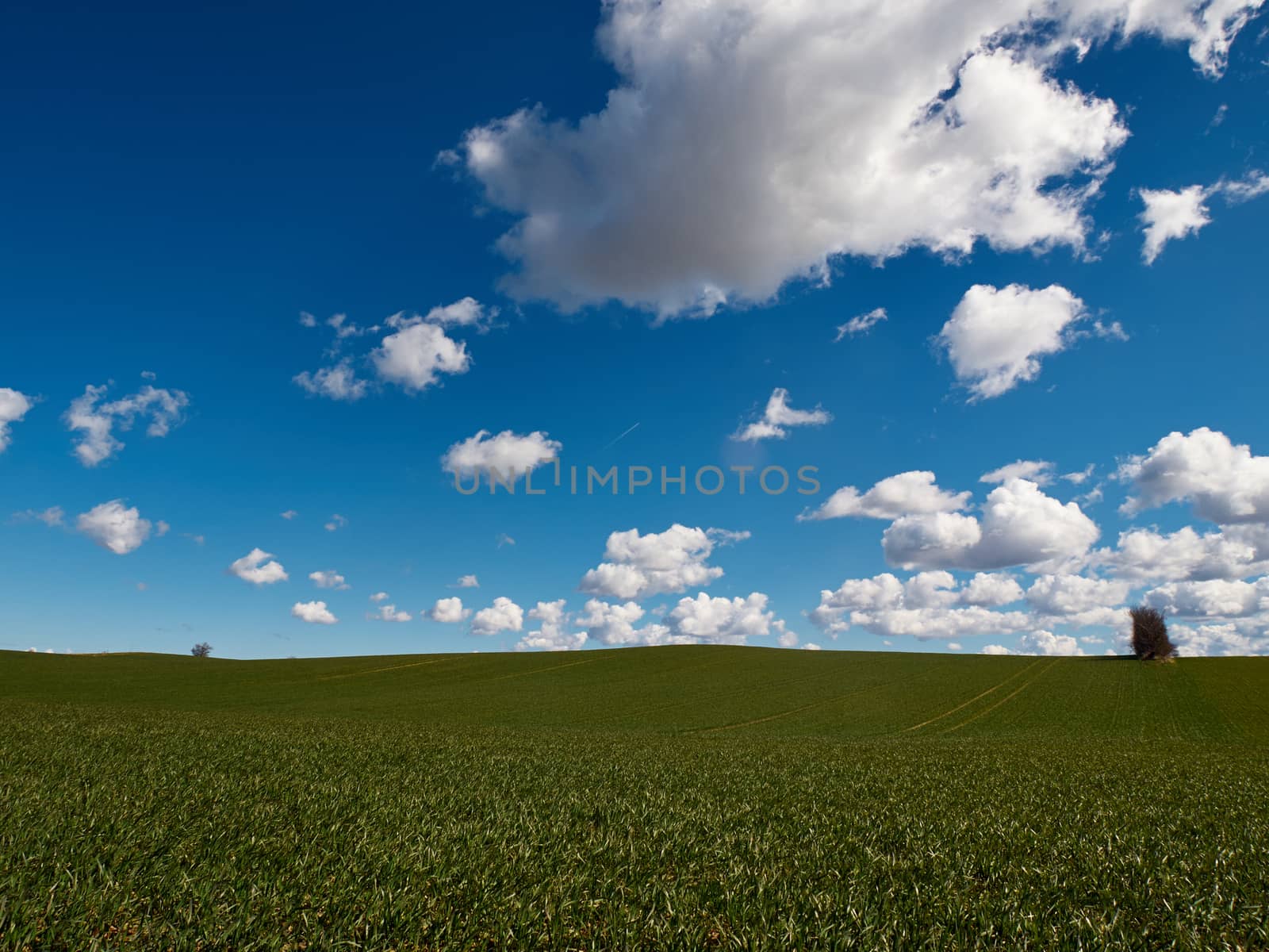 Green field and blue sky with clouds nature background