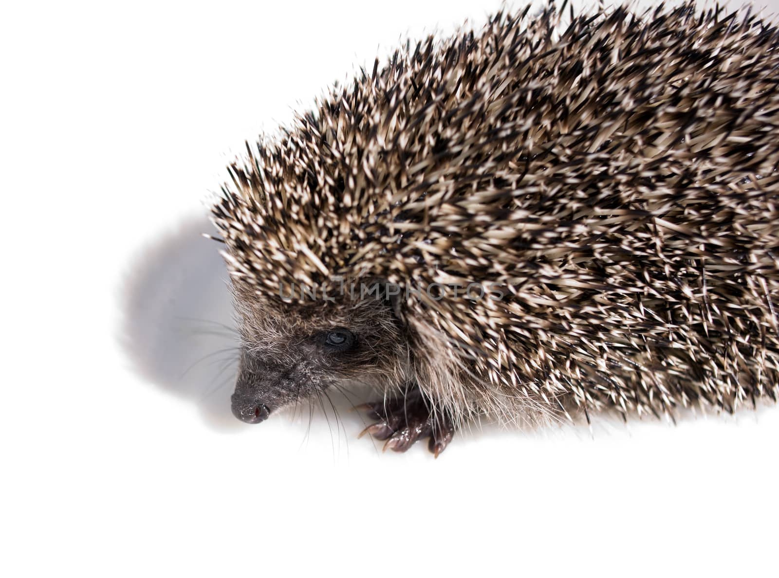 Hedgehog by Krakatuk