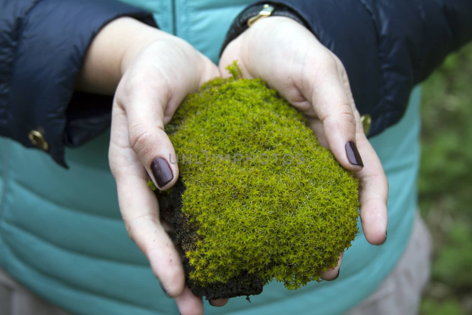 Beautiful female hands holding a fresh green forest moss by mcherevan