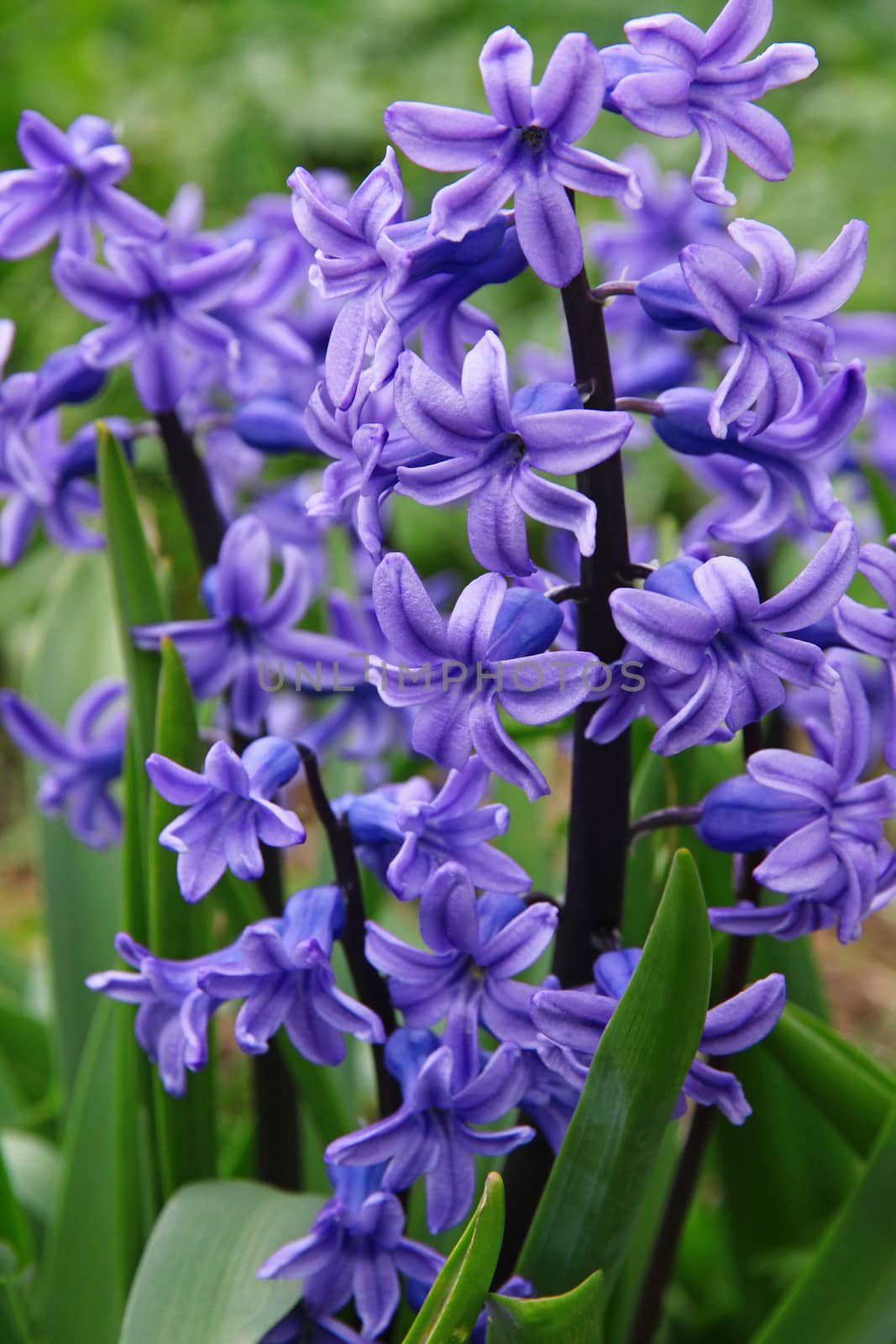 Purple hyacinths (hyacinthus) is one of the first beautiful spri by oxanatravel