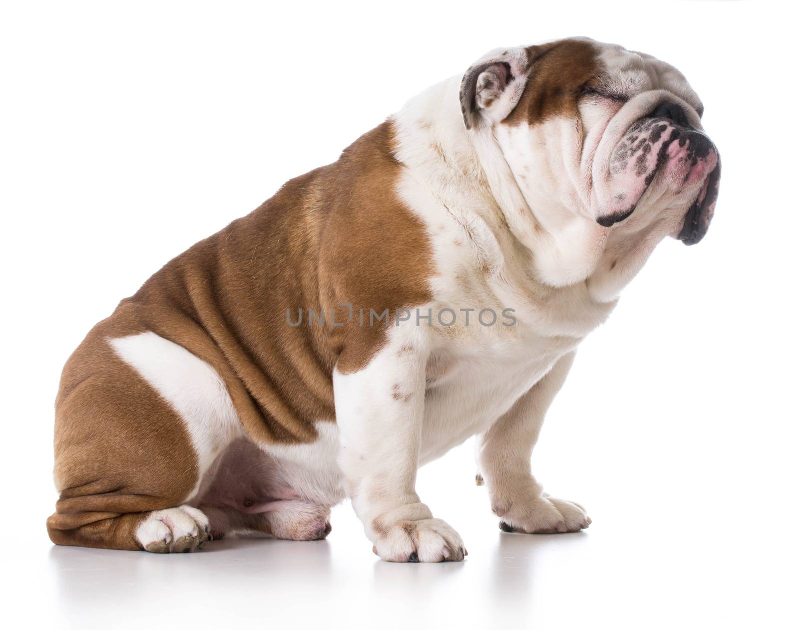 english bulldog squinting on white background
