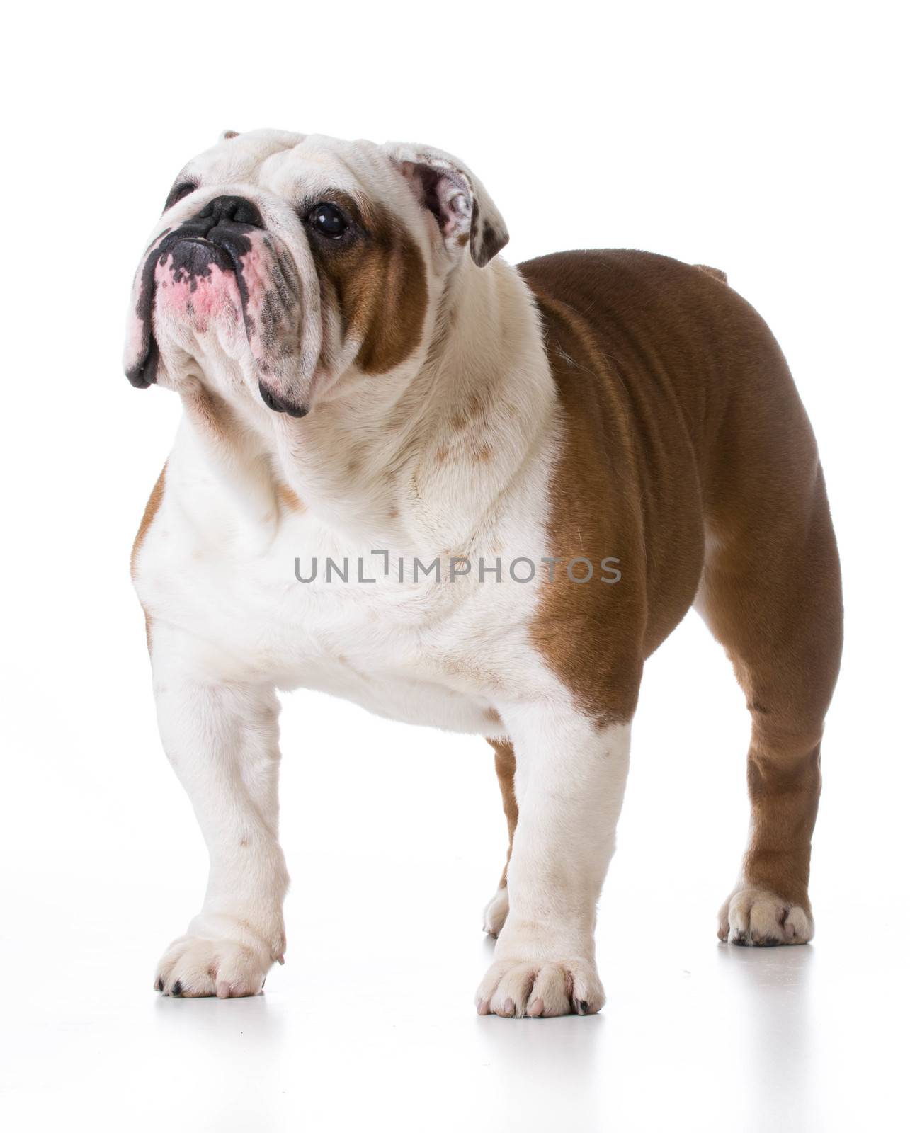 bulldog standing looking up on white background