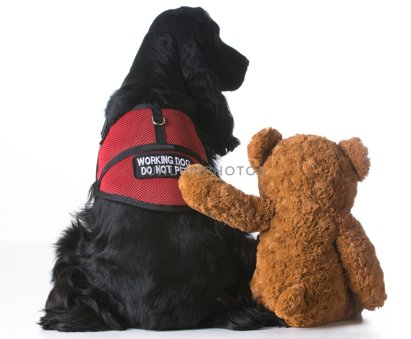 therapy dog being comforted by a teddy bear on white background