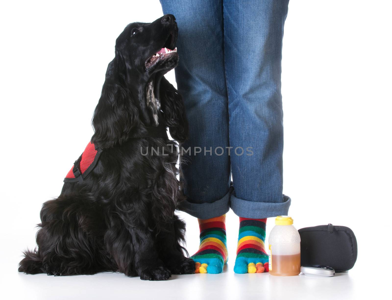 service dog - diabetic trained service dog sitting beside owner