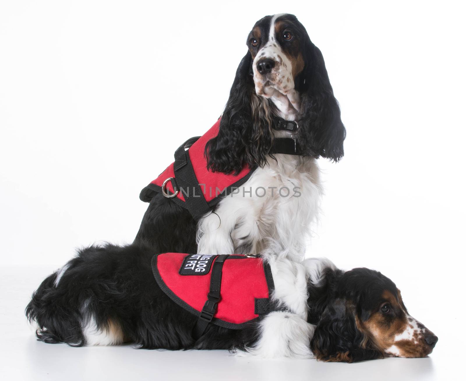 service dogs - two english cocker spaniels wearing vests on white background