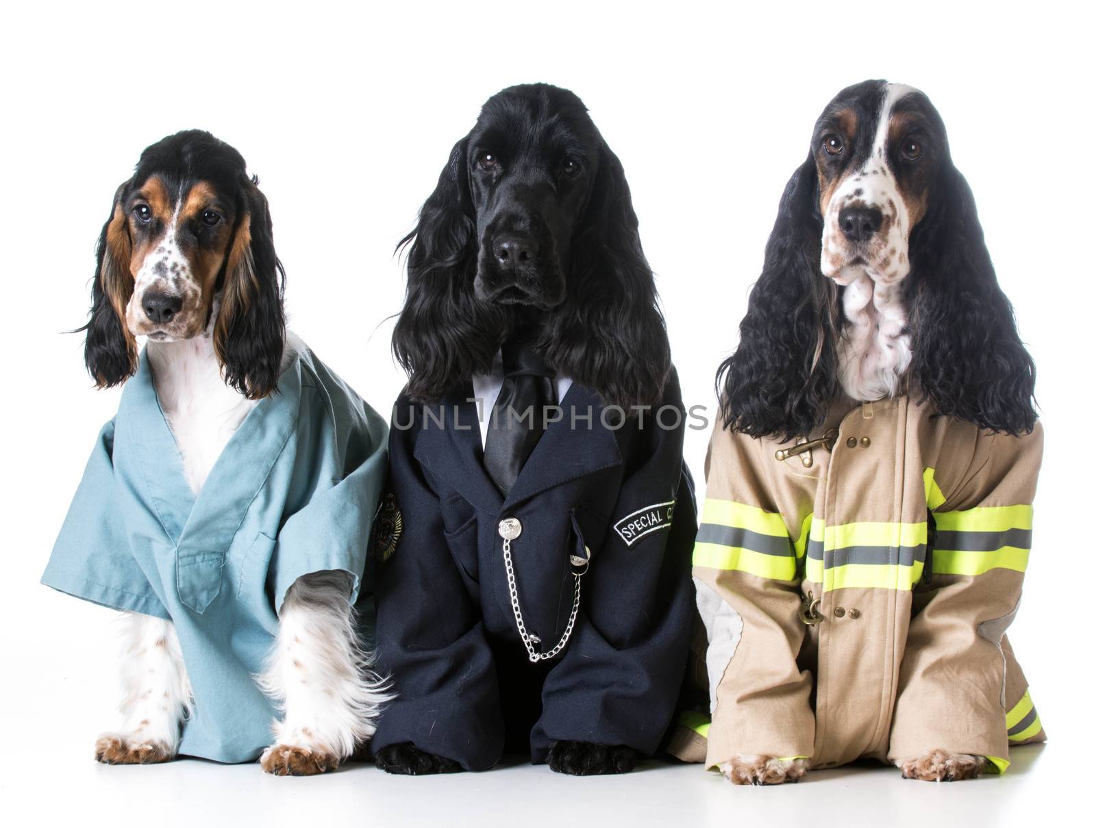 first responders - english cocker spaniels dressed up like a doctor, police officer and a fire fighter on white background