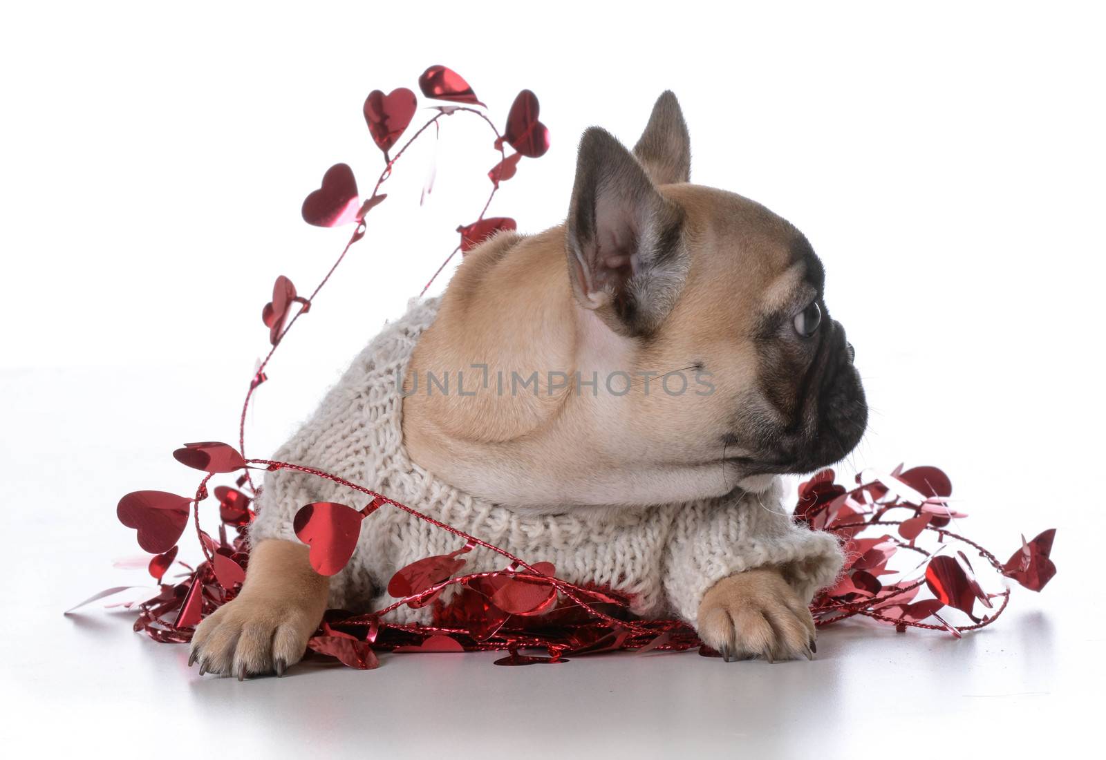 valentine's day puppy on white background - french bulldog