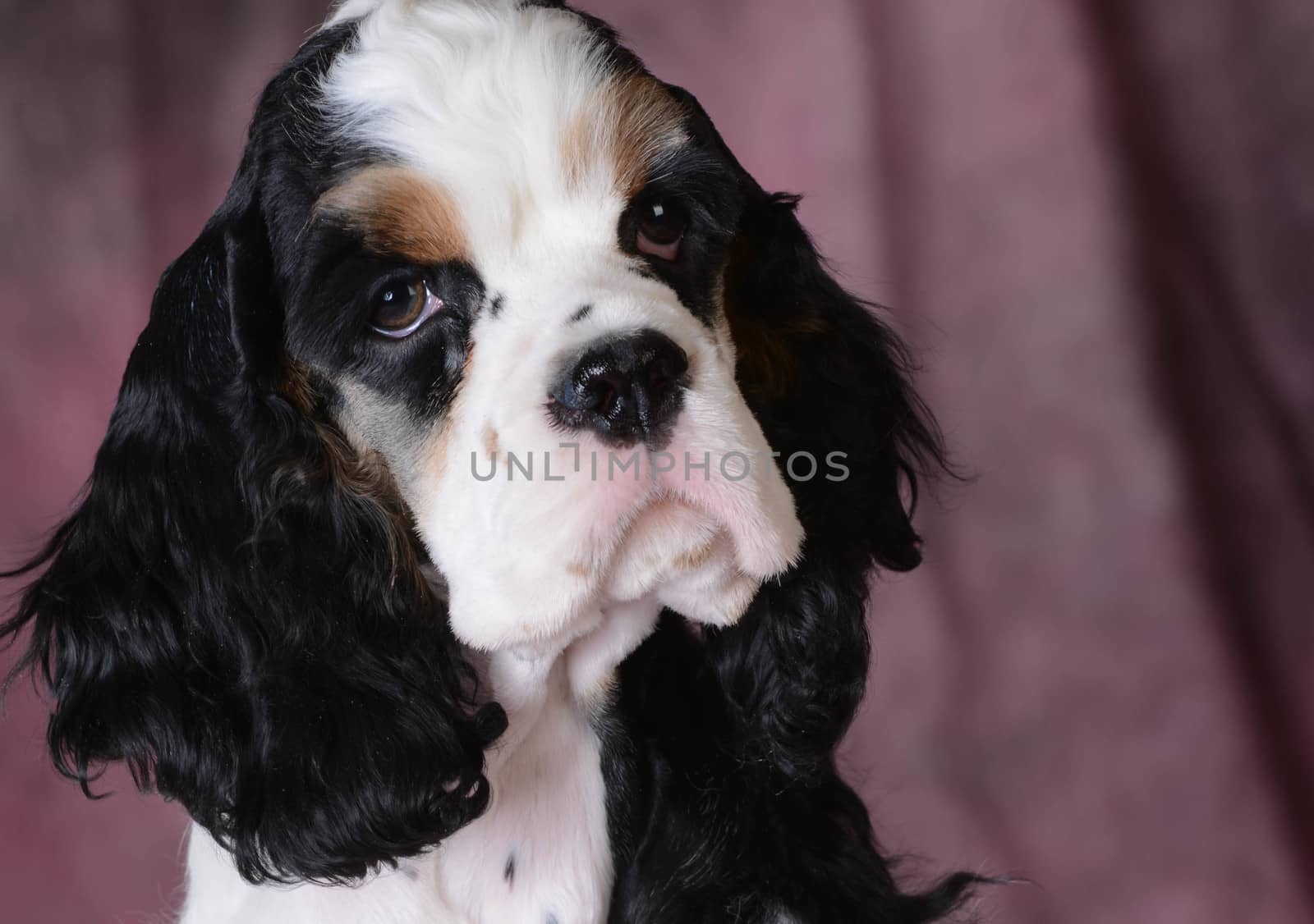cute portrait of tri-color american cocker spaniel puppy on pink background