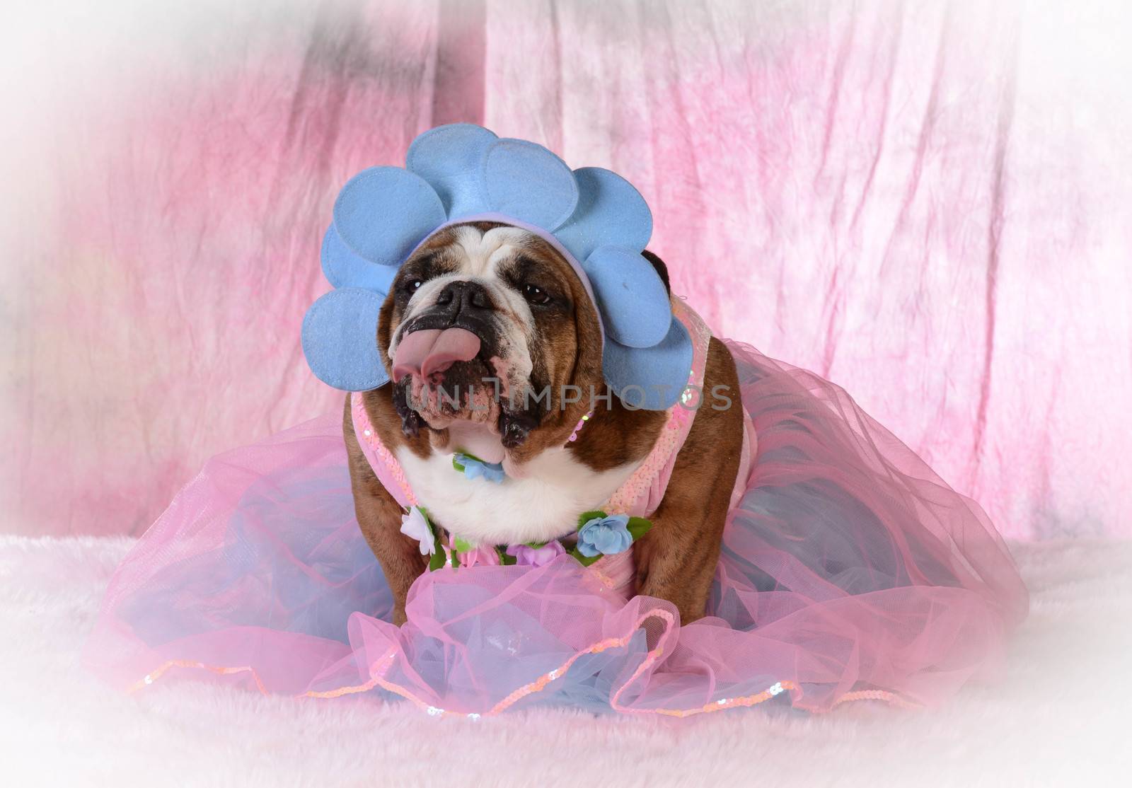 female dog with attitude wearing pink dress with- bulldog