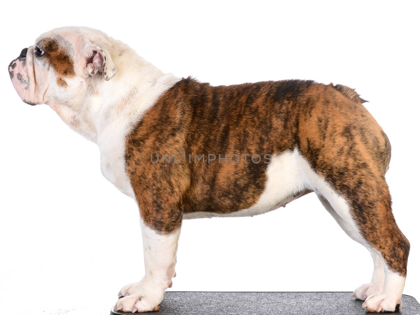 bulldog stacked on table on white background - 8 months old