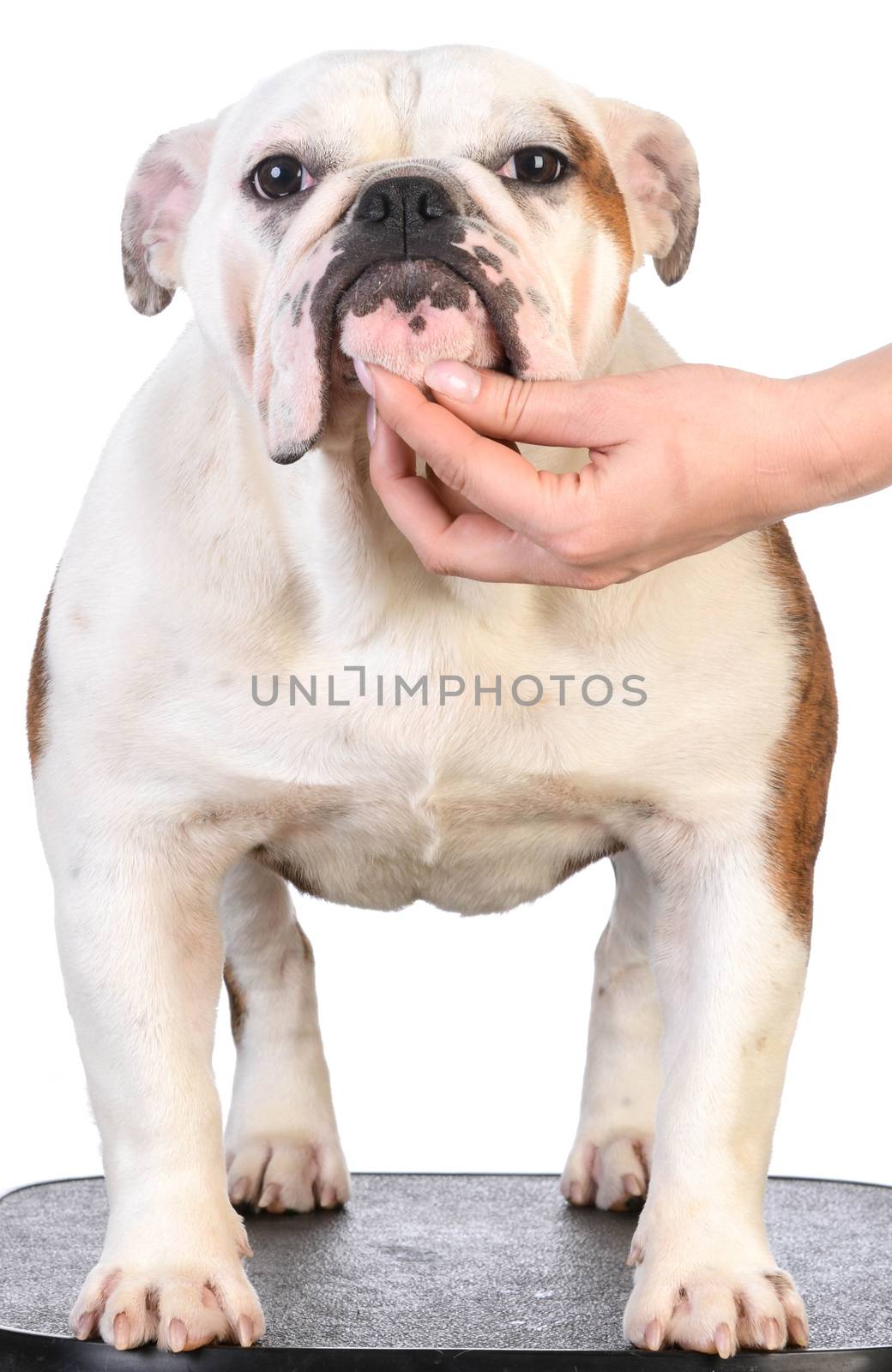 bulldog stacked by willeecole123