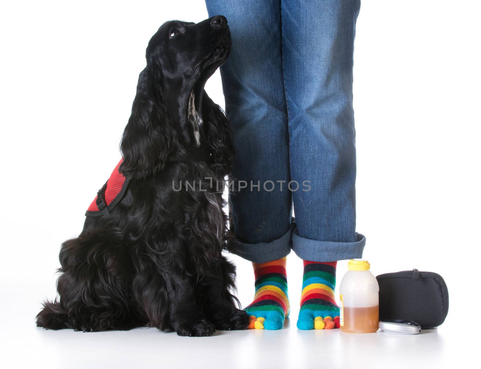 service dog - diabetic trained service dog sitting beside owner