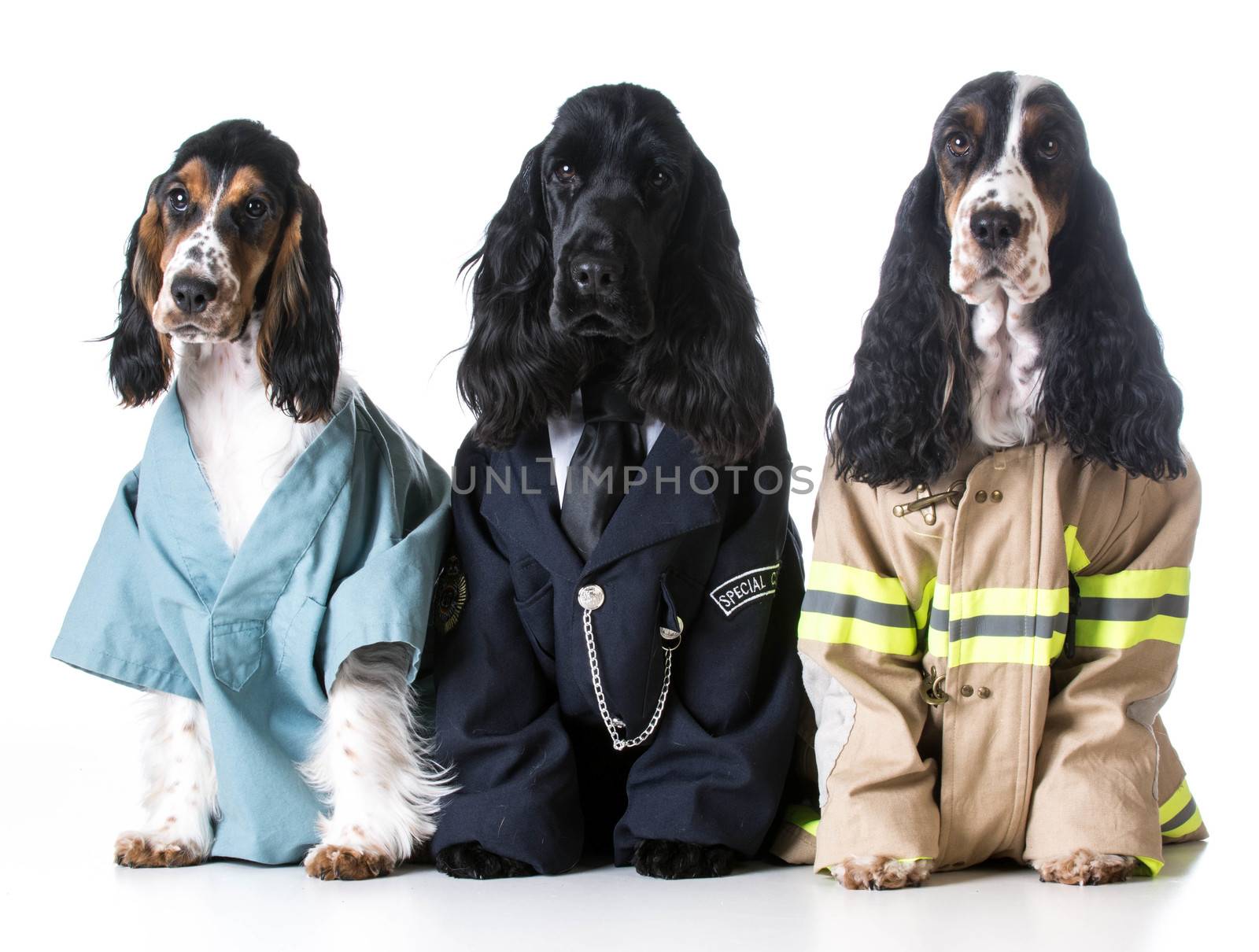 first responders - english cocker spaniels dressed up like a doctor, police officer and a fire fighter on white background